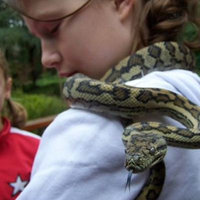 Reptiles for Kids Party | Amazing Kids Parties